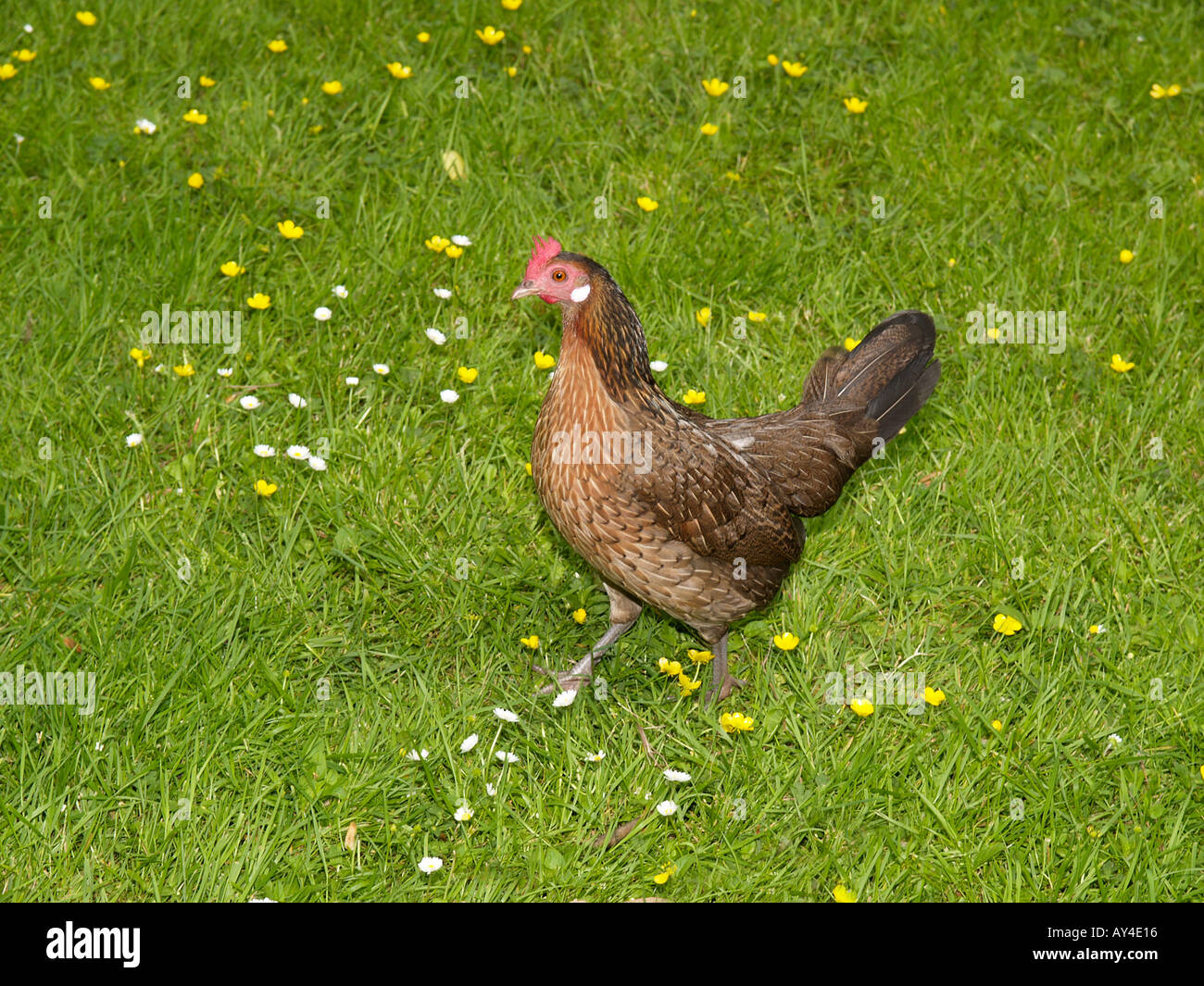 Chicken walking through a grass field with little yellow and white flowers Stock Photo
