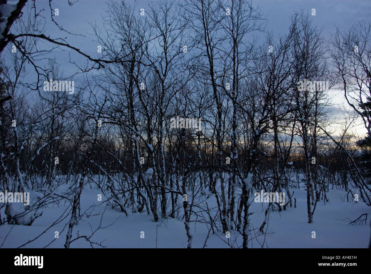 Dwarf birches at dusk in the marshes of finnish lapland Stock Photo