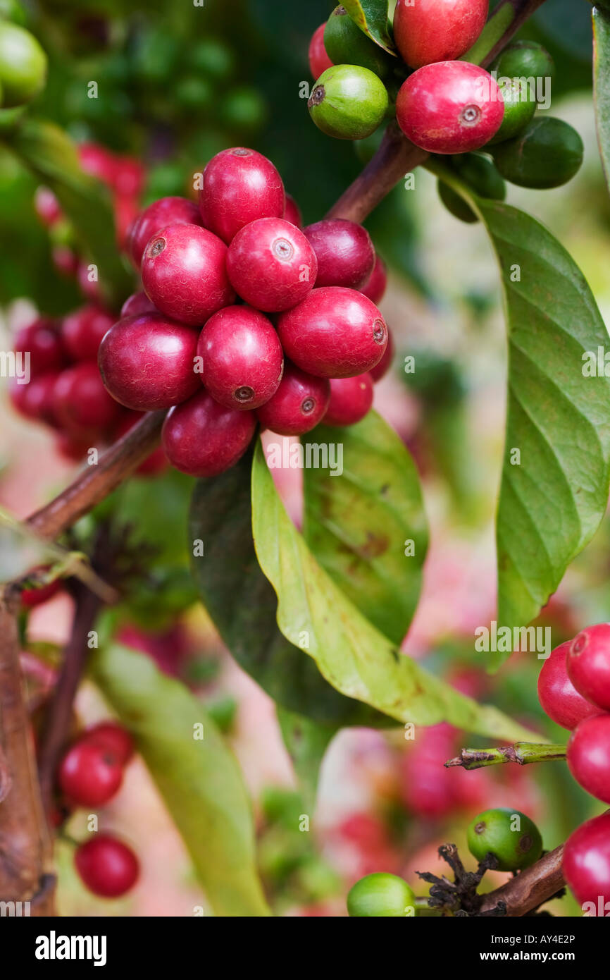 Africa Kenya Ruira Detail of ripe Arabica coffee beans growing on