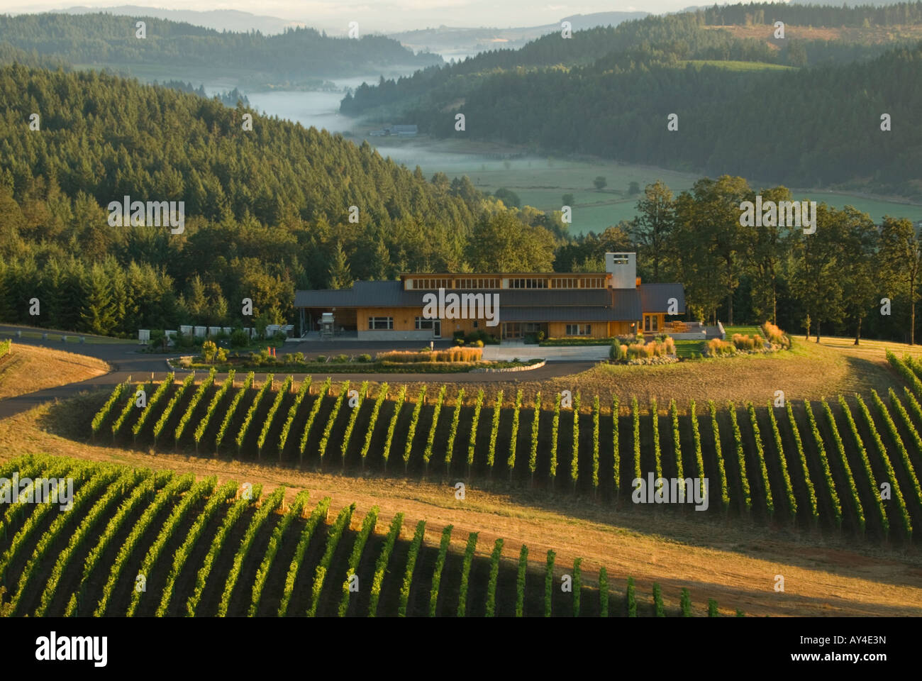 Aerial view of Penner Ash Winery and estate vineyards Yamhill AVA Willamette Valley Oregon Stock Photo