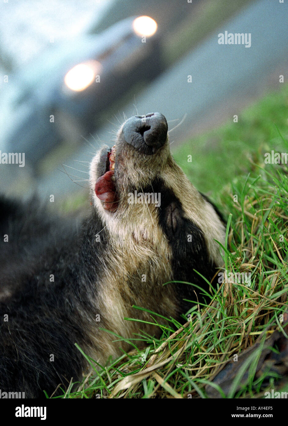A dead badger at the side of a road killed by a car Stock Photo Alamy