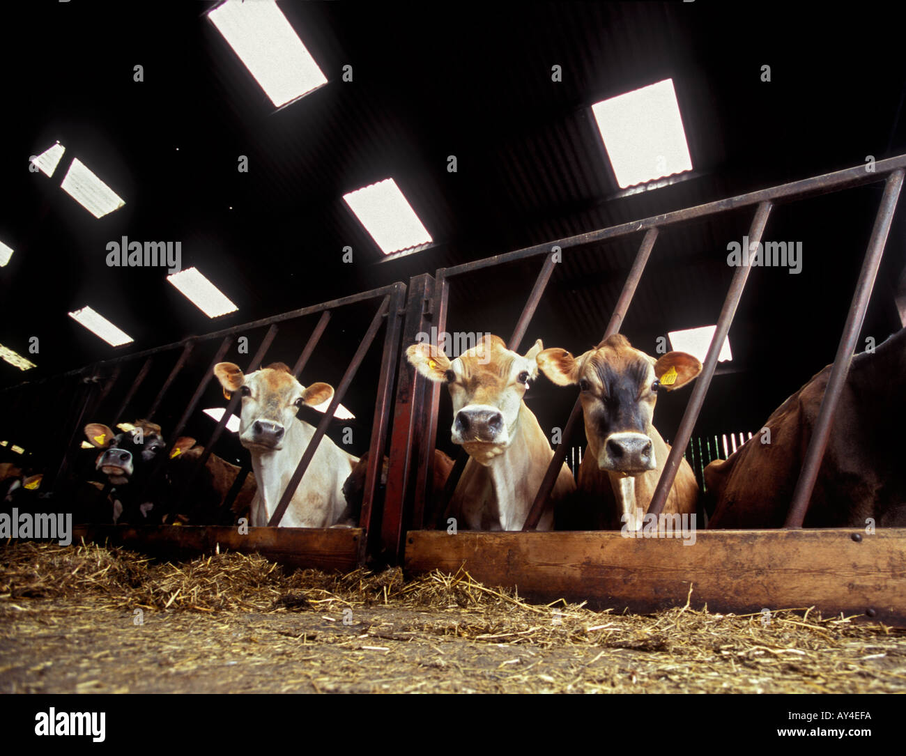 Jersey dairy cows looking through a feed barrier on an organic farm in