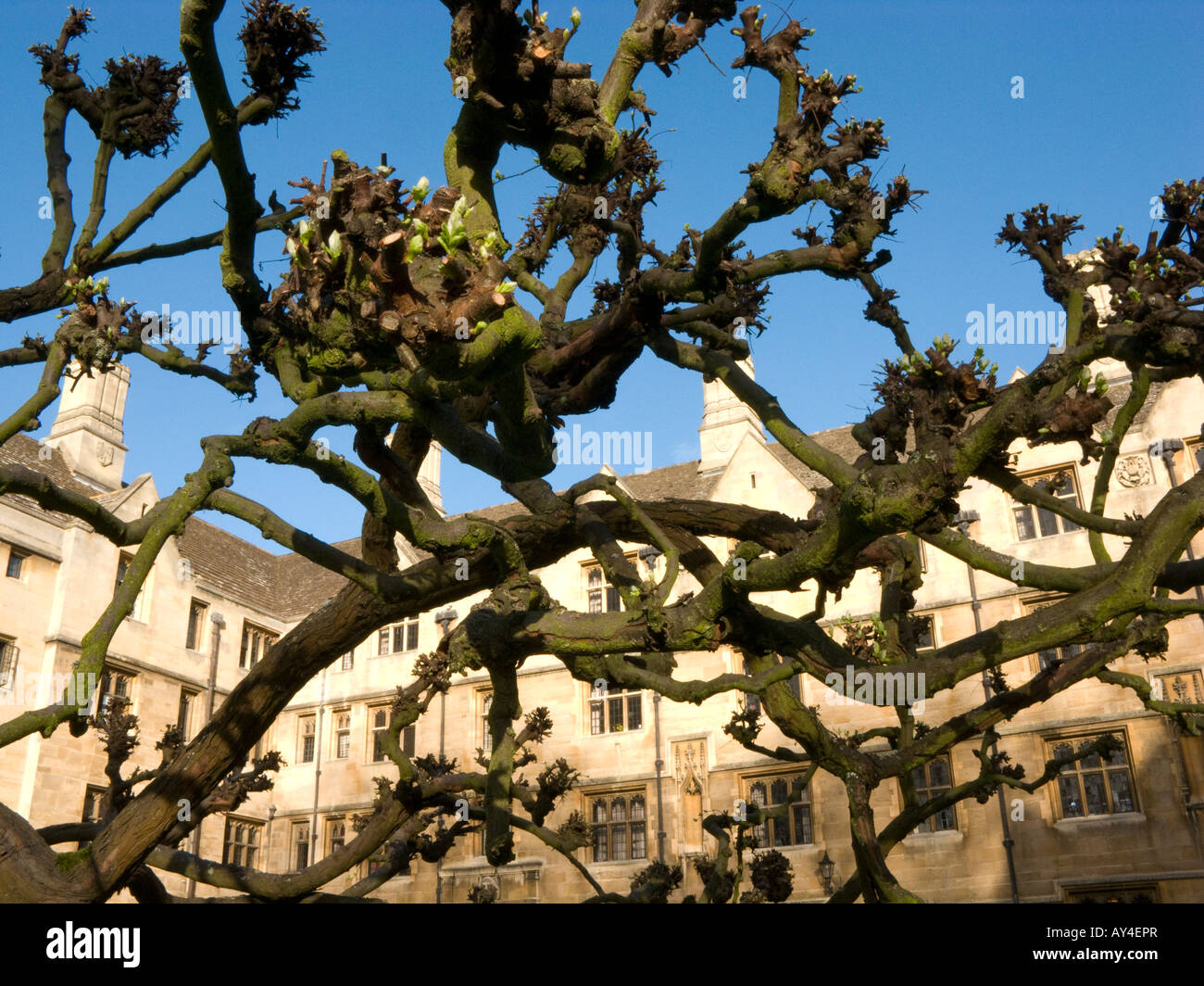budding Cydonia oblonga quince tree at King's College, Cambridge, UK Stock Photo