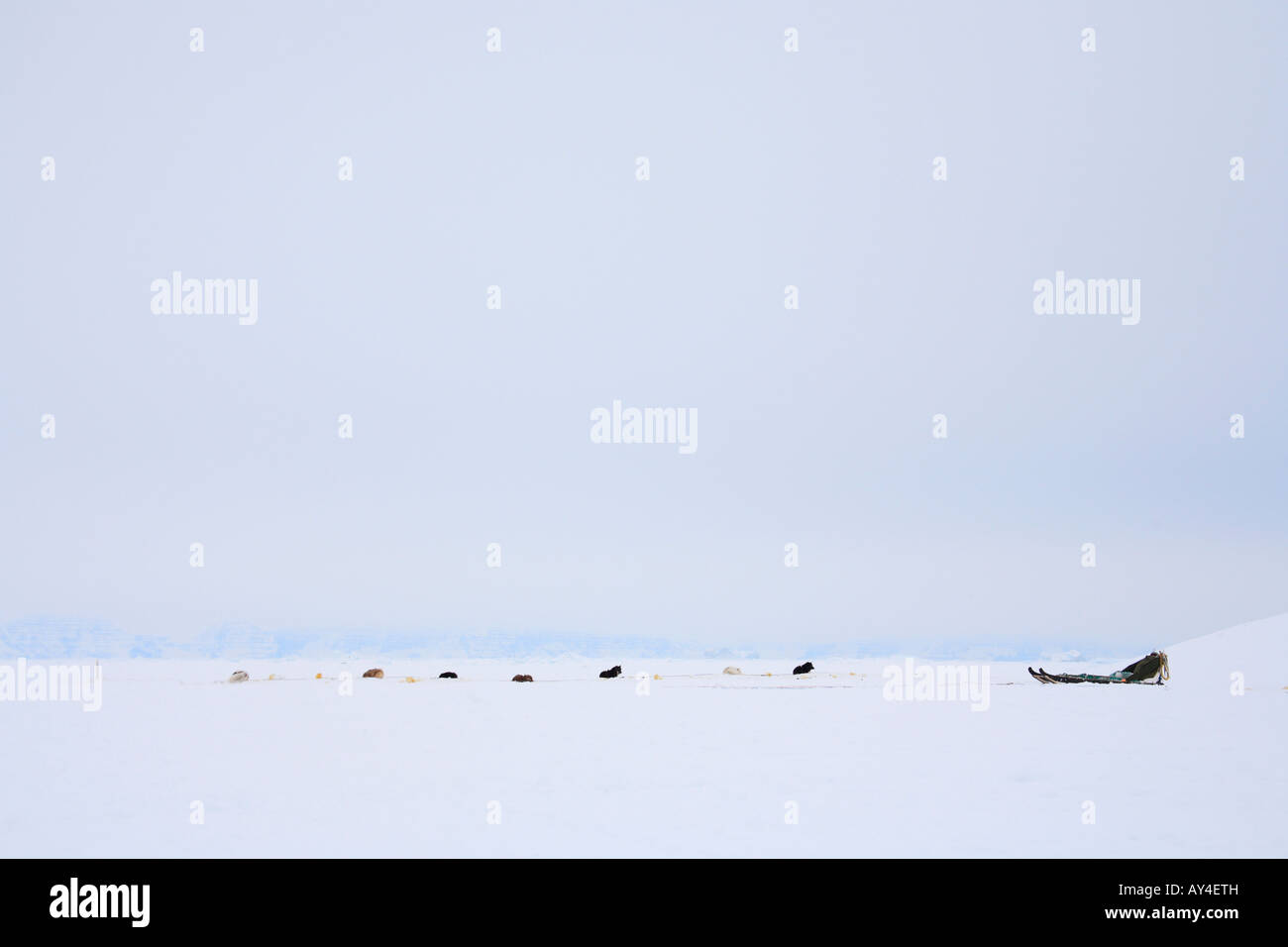 Greenland Dogs and sled on sea ice, Ittoqqortoormiit, East Greenland Stock Photo