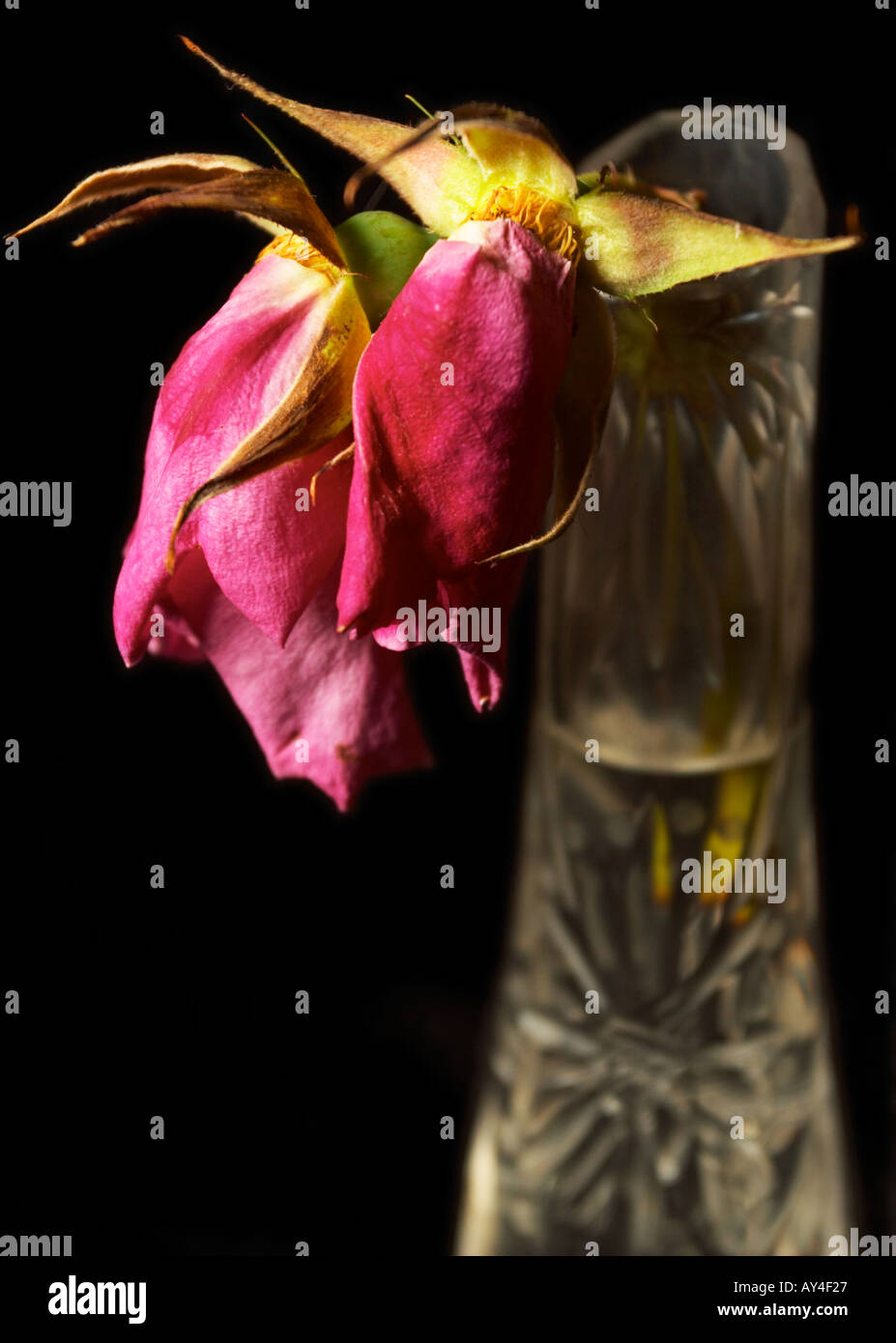 dead roses in cut glass holder on black background Stock Photo - Alamy