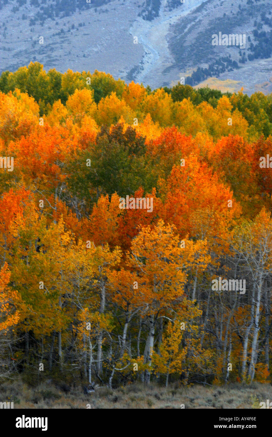 Aspen grove at twilight with the mountains of California s eastern