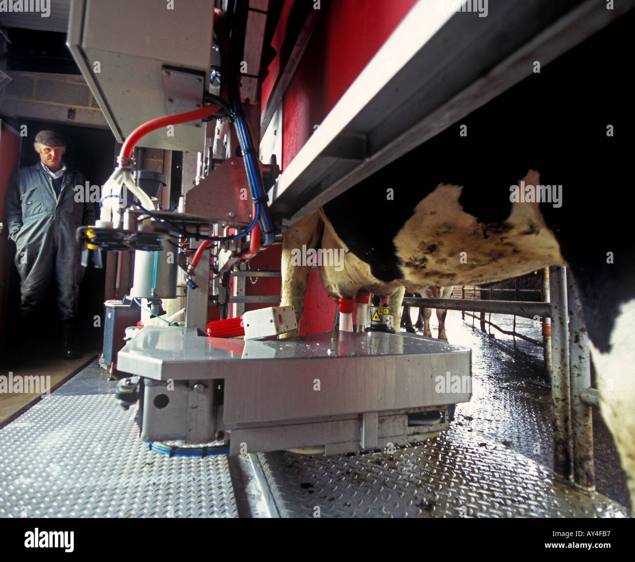 A dairy farmer watching over his automatic robot milking machine on a modern farm Stock Photo