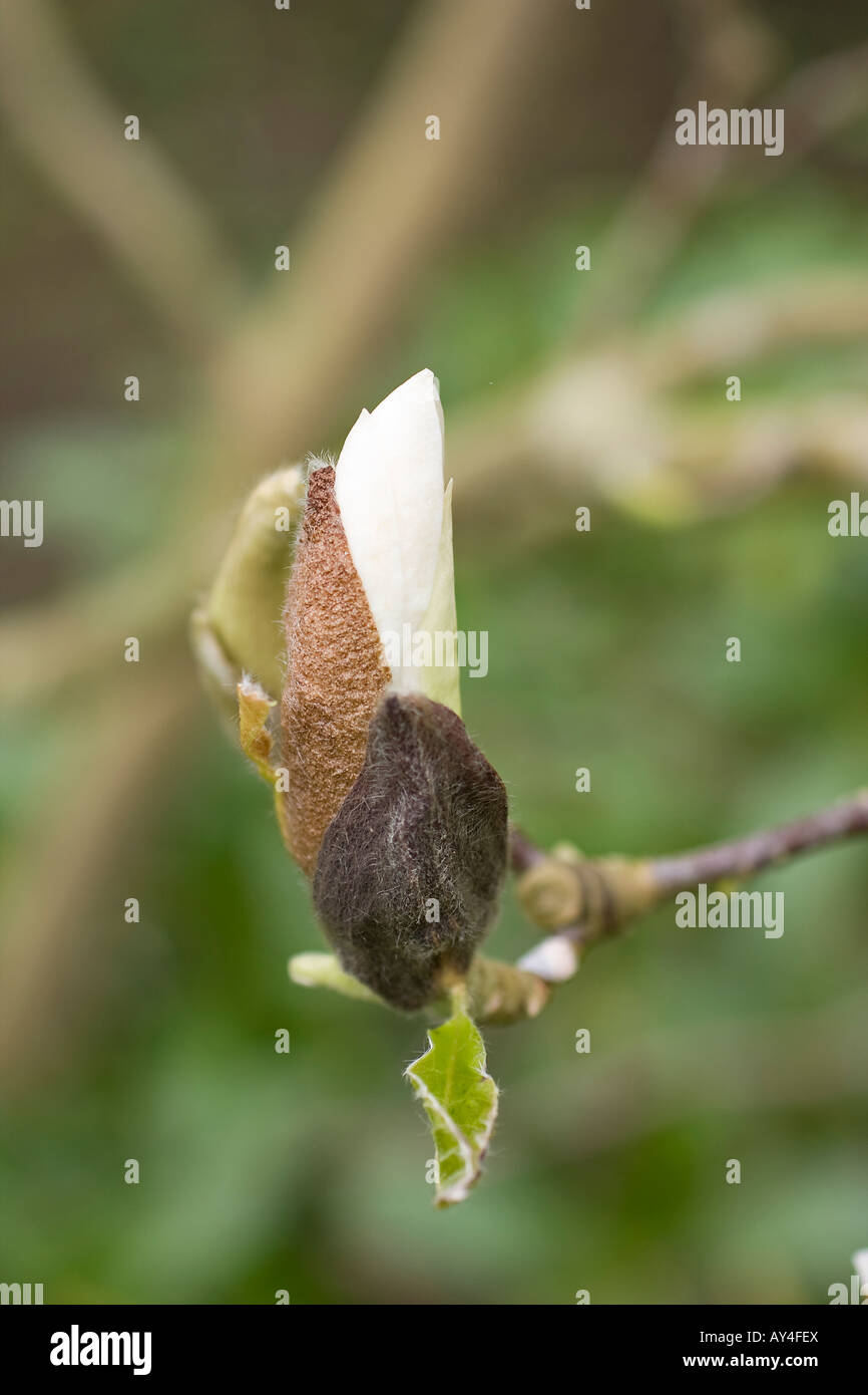 Magnolia with bud hi-res stock photography and images - Alamy