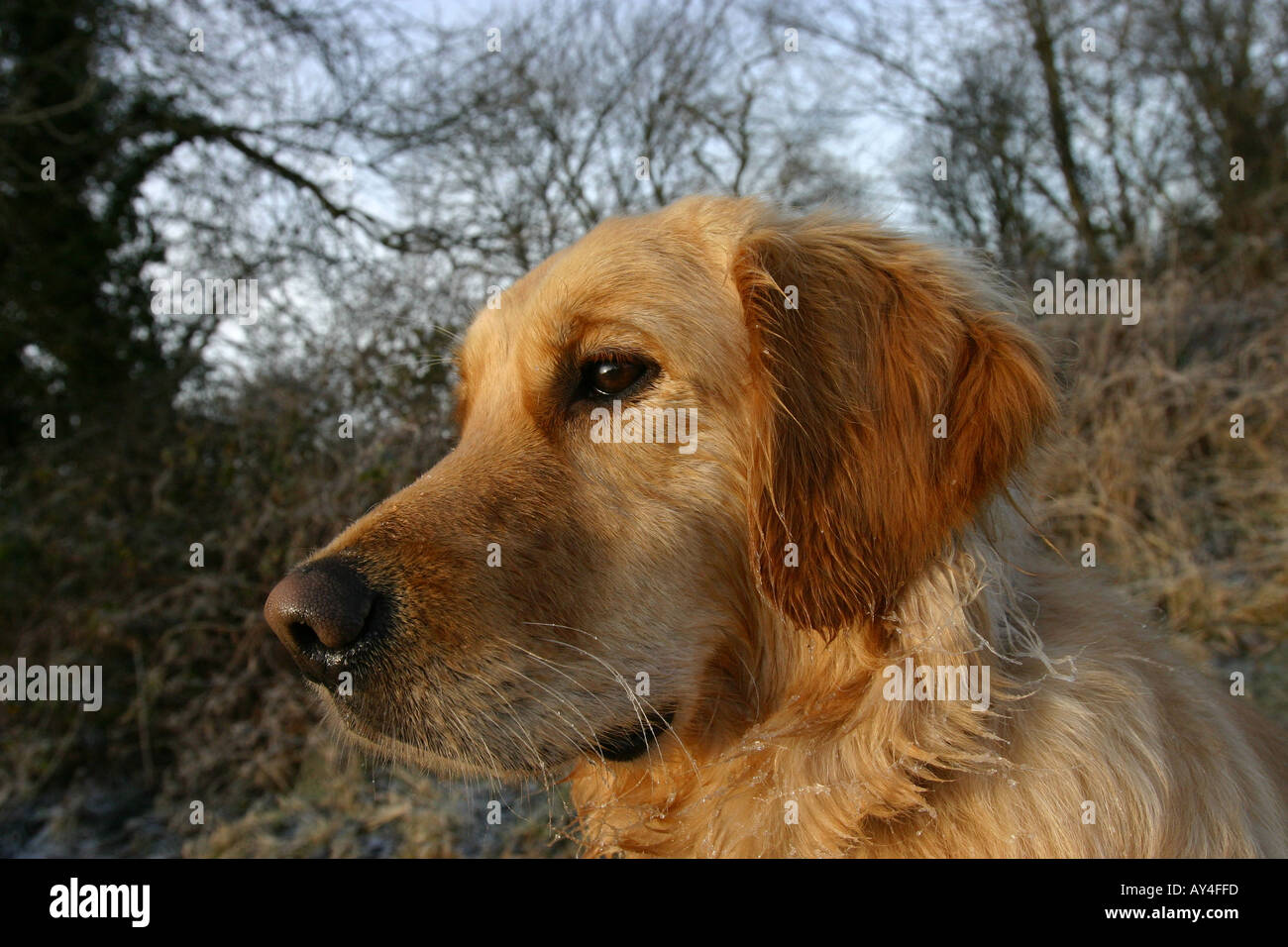 Golden retriever nostril hi-res stock photography and images - Alamy