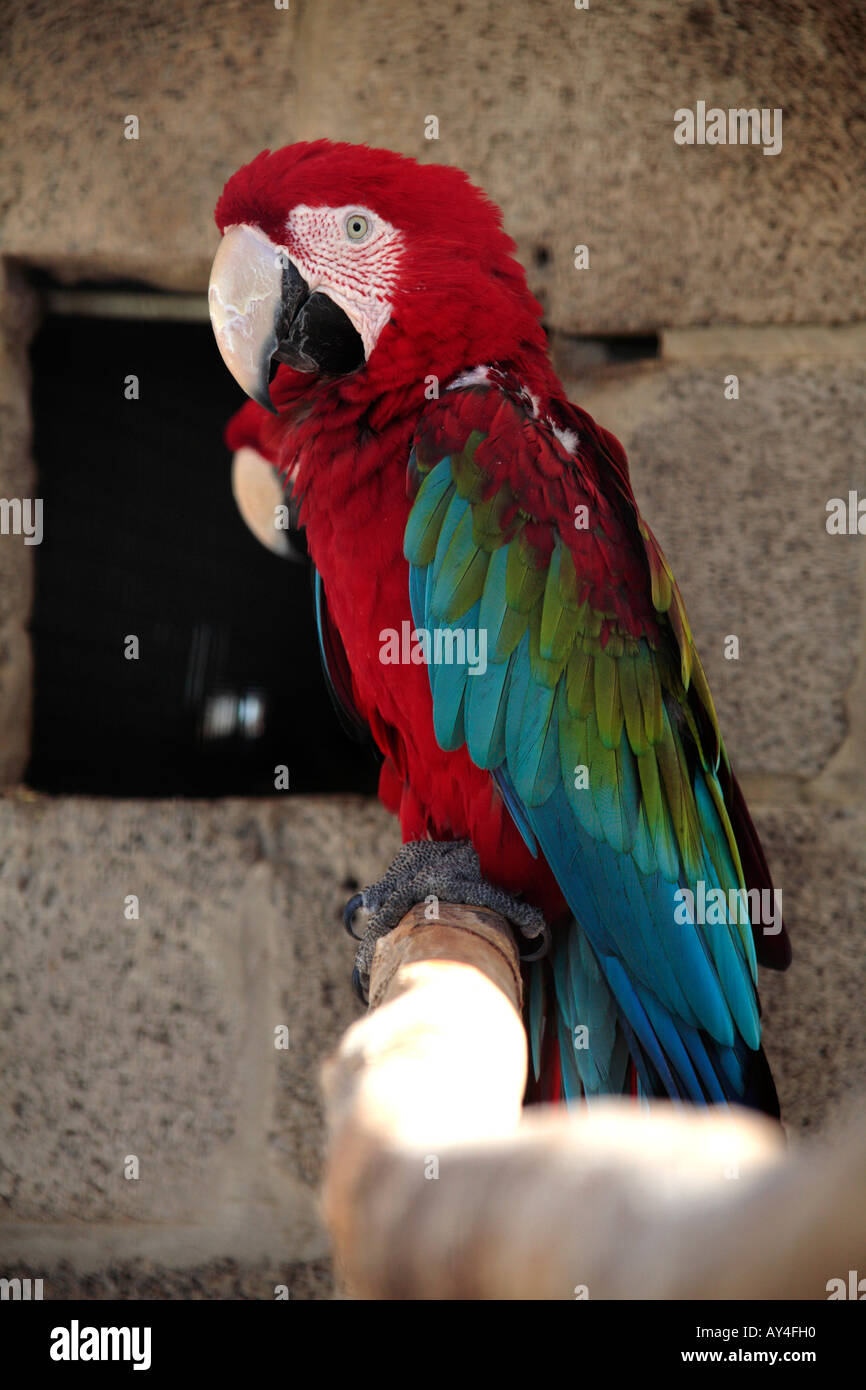 Macaws Brean Tropical Bird Gardens Brean Somerset England Stock macaws-brean-tropical-bird-gardens-brean-somerset-england-stock