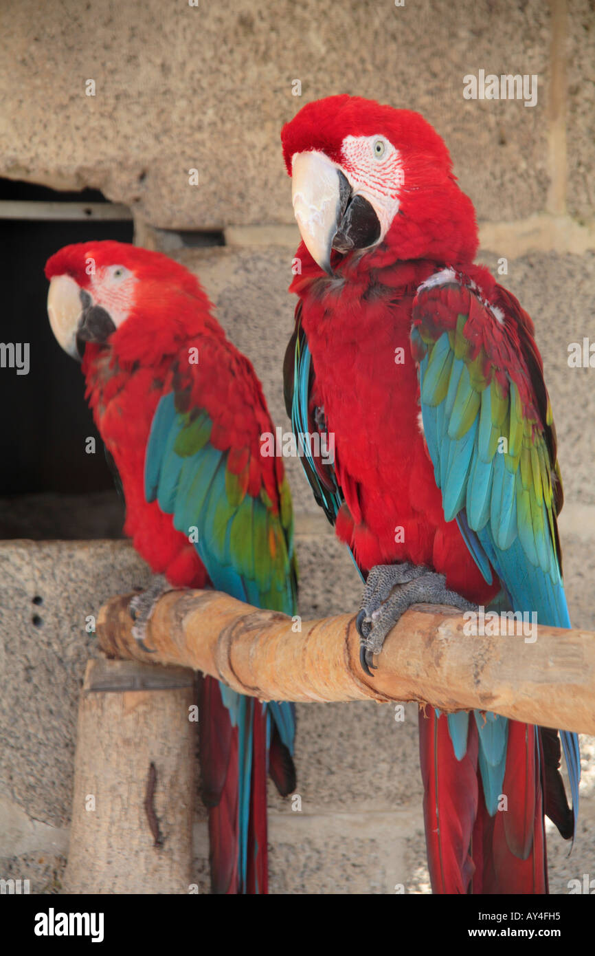 Brean Tropical Bird Gardens Hi res Stock Photography And Images Alamy brean-tropical-bird-gardens-hi-res-stock-photography-and-images-alamy