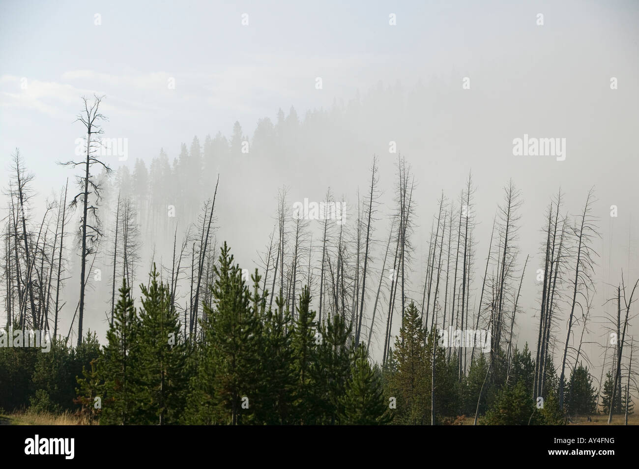 forest fire and smoke engulf charred trees Stock Photo