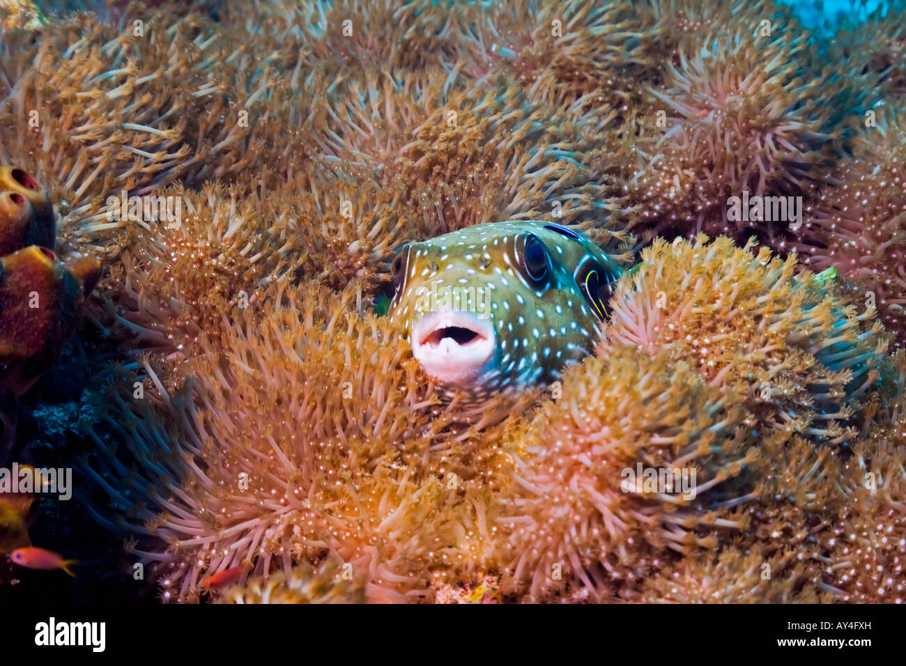 The Whitespotted Puffer Fish nestles amid the corals at her home near Sipadan Island in the Celebes Sea, Malaysia. Stock Photo