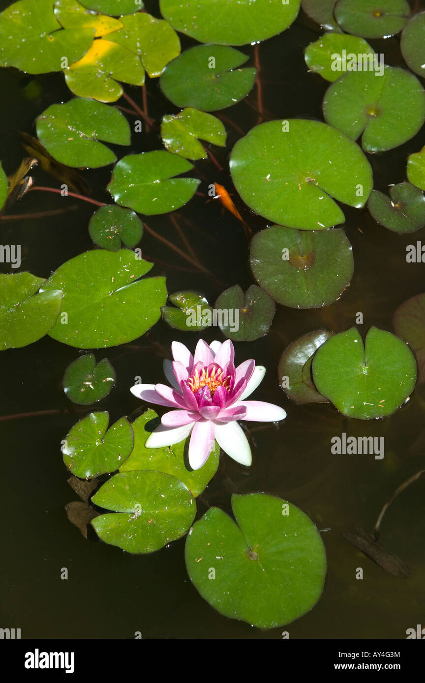 water lily blooms in a pond full of lily pads Stock Photo