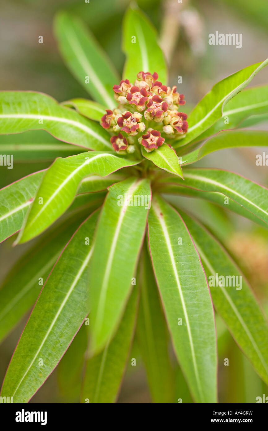 Skimmia japonica in Spring Stock Photo