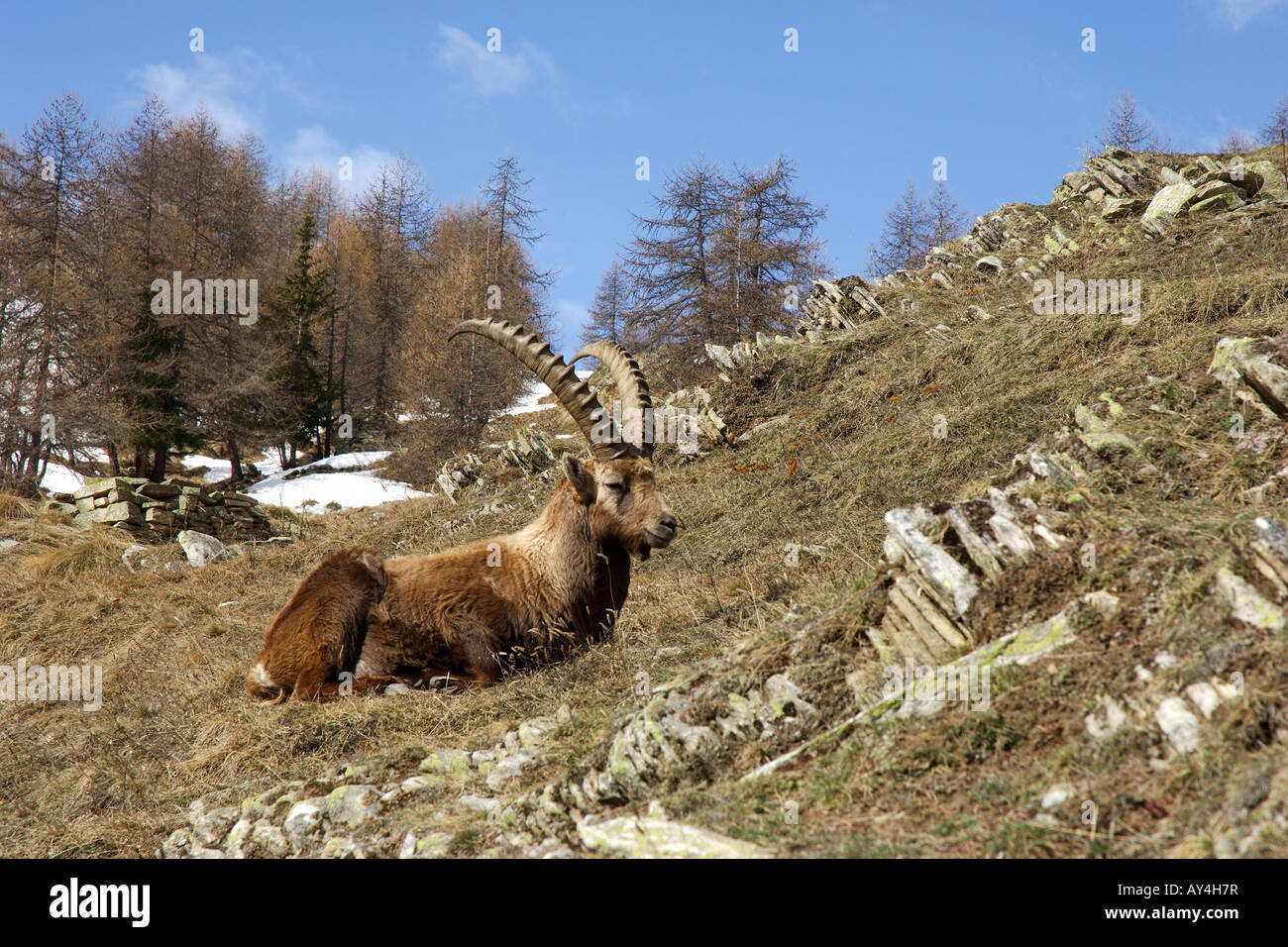 stambecco Capra ibex Maschio primo piano mammiferi montagna parco nazionale Gran Paradiso Valnontey valle d aosta Italia Stock Photo