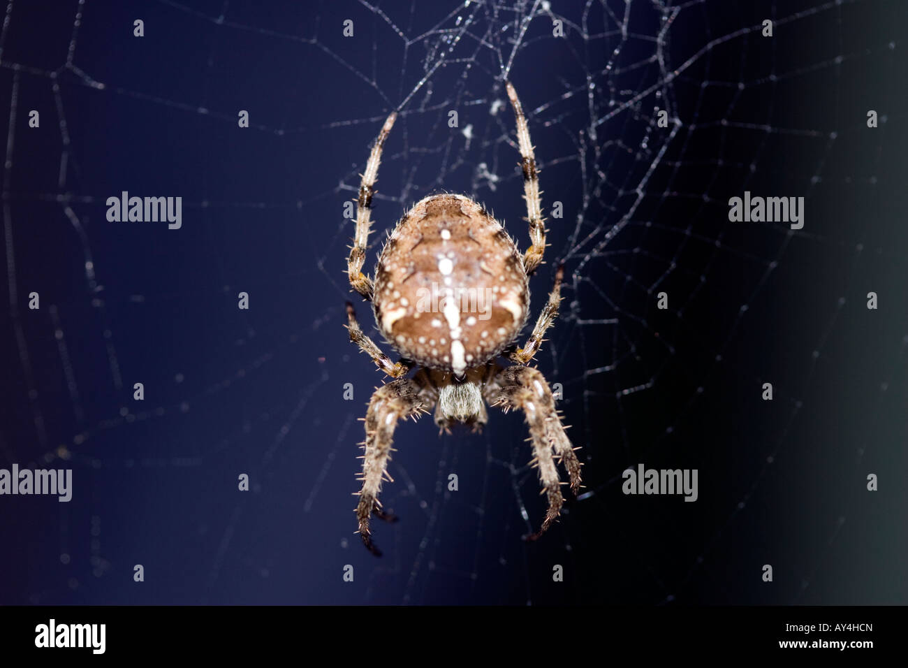 A typical garden spider waiting in its web in my garden inEngland Stock ...