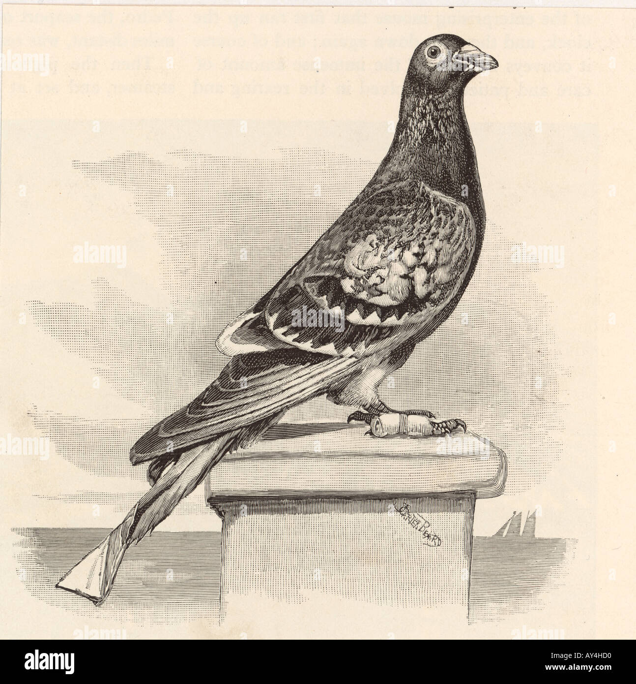 Pigeon message hires stock photography and images Alamy