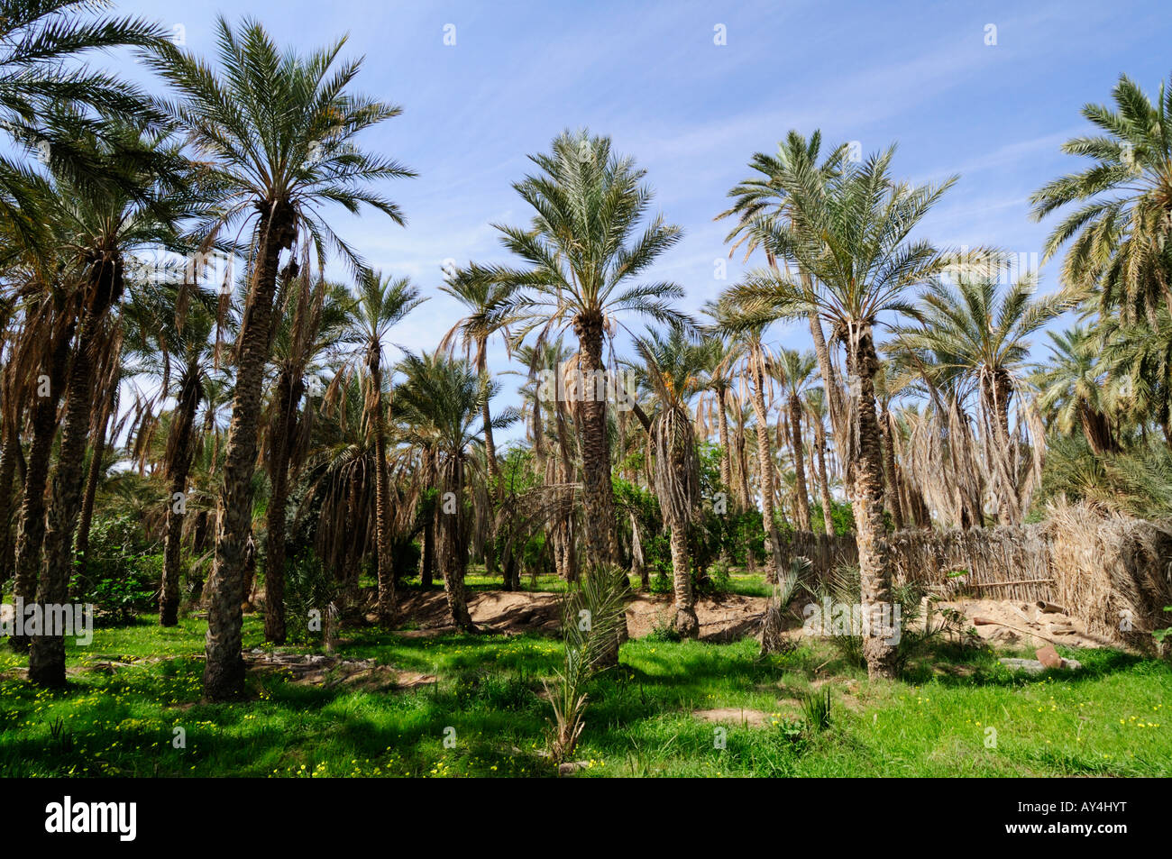 Date Palm trees in the Oasis Palmerie, Nefta, Tunisia Stock Photo Alamy