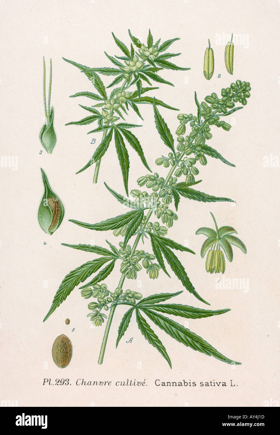 Plants Cannabis Sativa Stock Photo