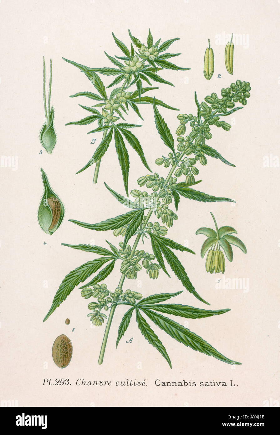 Drugs Marijuana Stock Photo