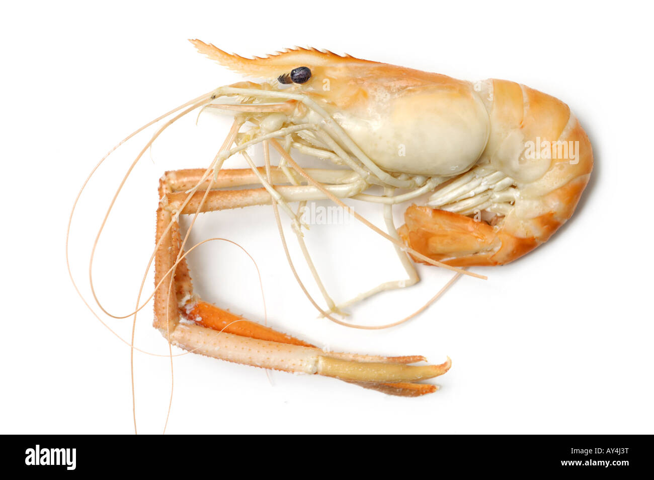 Large cooked oceanic shrimp Stock Photo Alamy