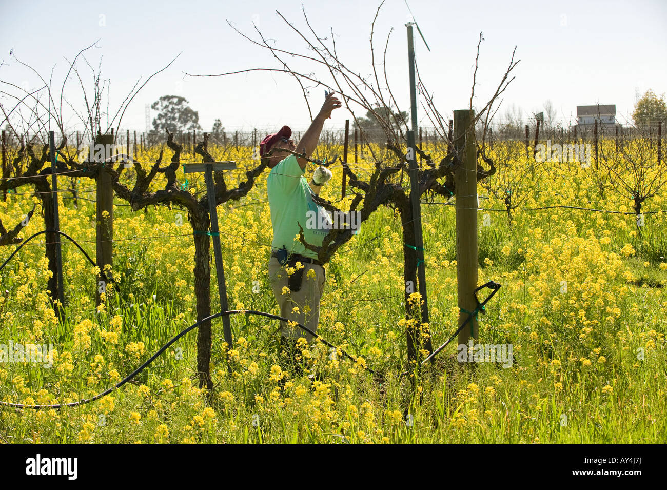 Hanzell Vineyards planted in 1953 in Sonoma California is now the oldest Pinot Noir vineyard in America Stock Photo