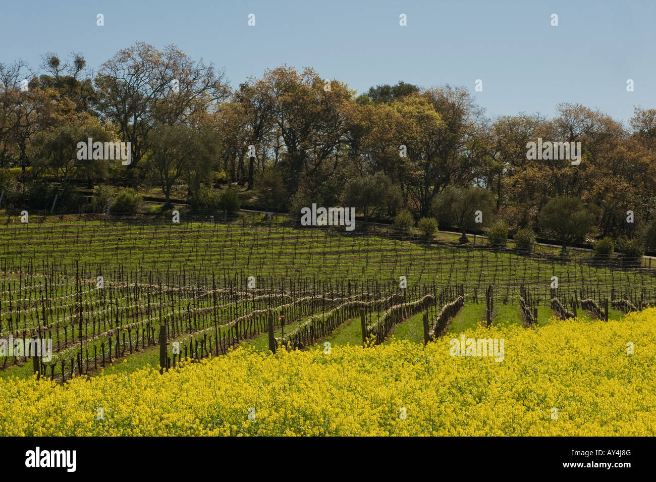 Hanzell Vineyards planted in 1953 in Sonoma California is now the oldest Pinot Noir vineyard in America Stock Photo