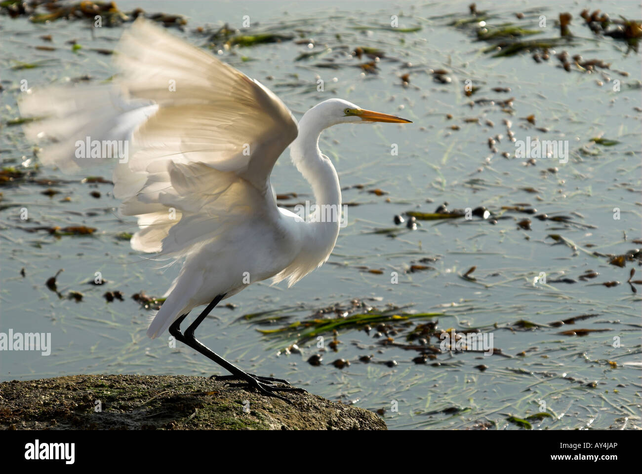 A White Heron begins to take off from a rock near the coast at Morro Bay, California Stock Photo