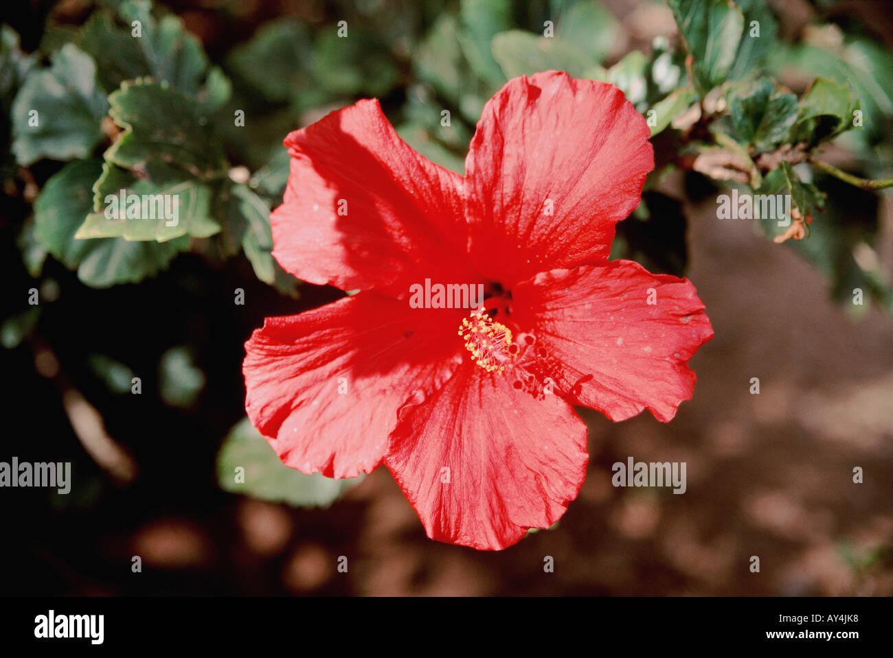 Hibiscus Fr Hibiscus no model or property release Stock Photo