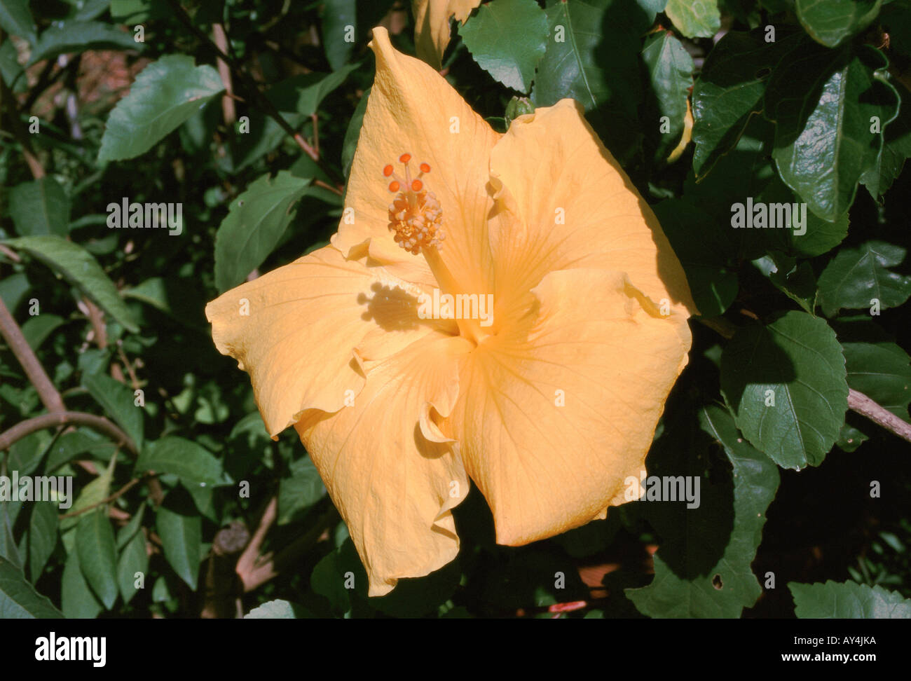 Hibiscus Fr Hibiscus no model or property release Stock Photo