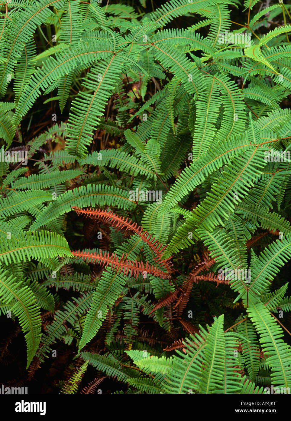 Red dry fern amid green ferns in Paluma Range s tropical rainforest