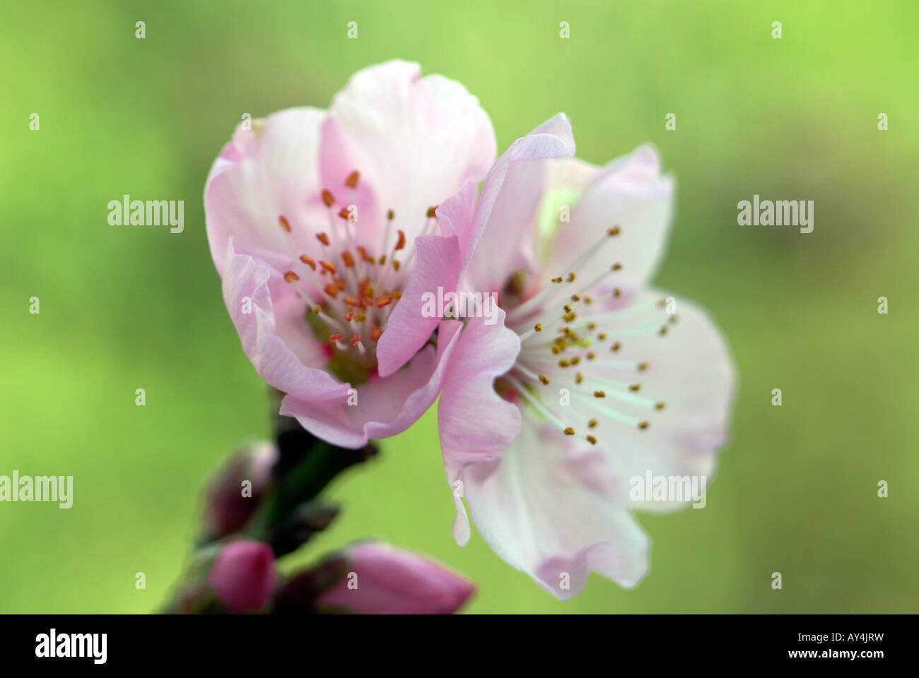 Almond blossoms on green background Stock Photo Alamy