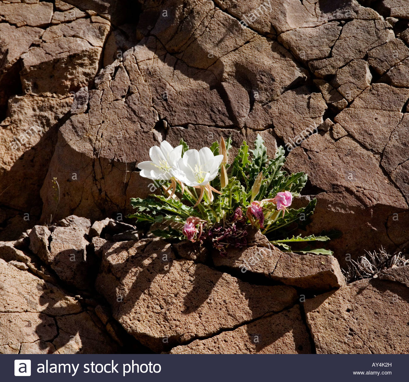 Evening Primrose Oenothera white flowers brown rocks growing in crack