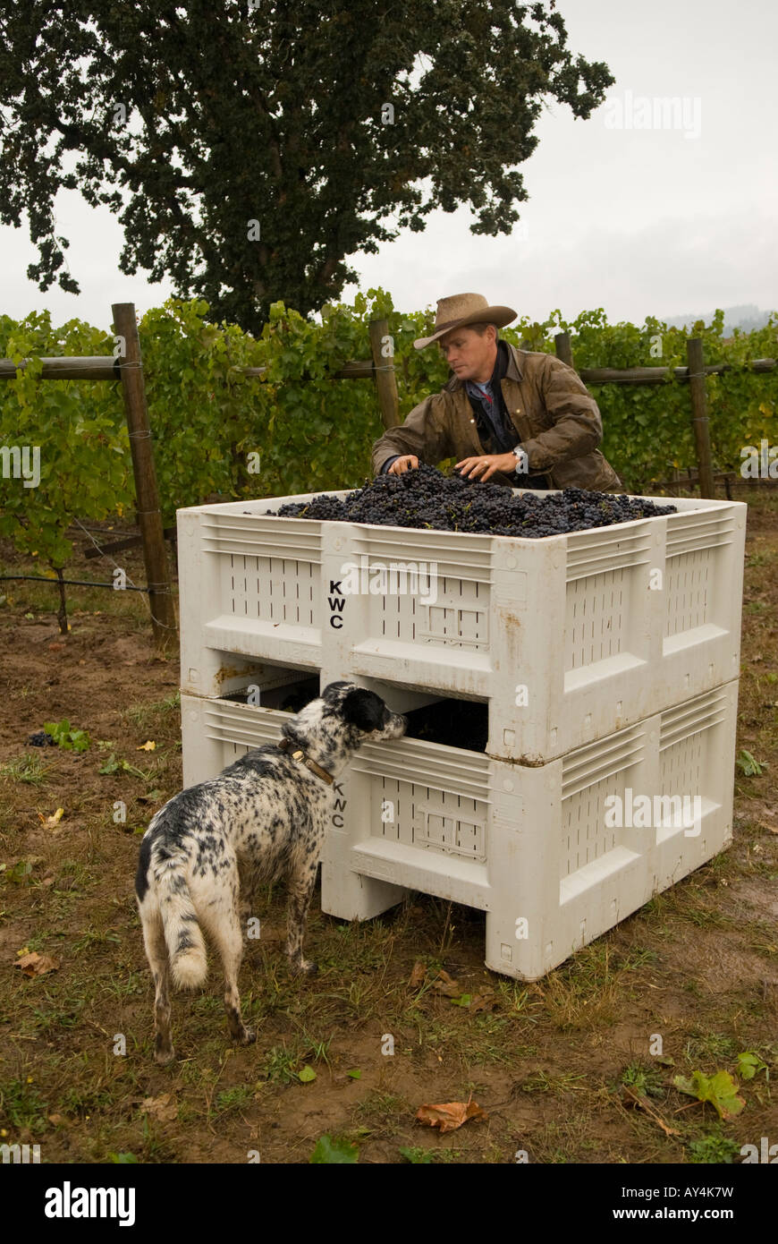 Ken Wright s vineyard manager Mark Gould and his dog Bandit check the quality and taste of freshly picked pinot noir Stock Photo