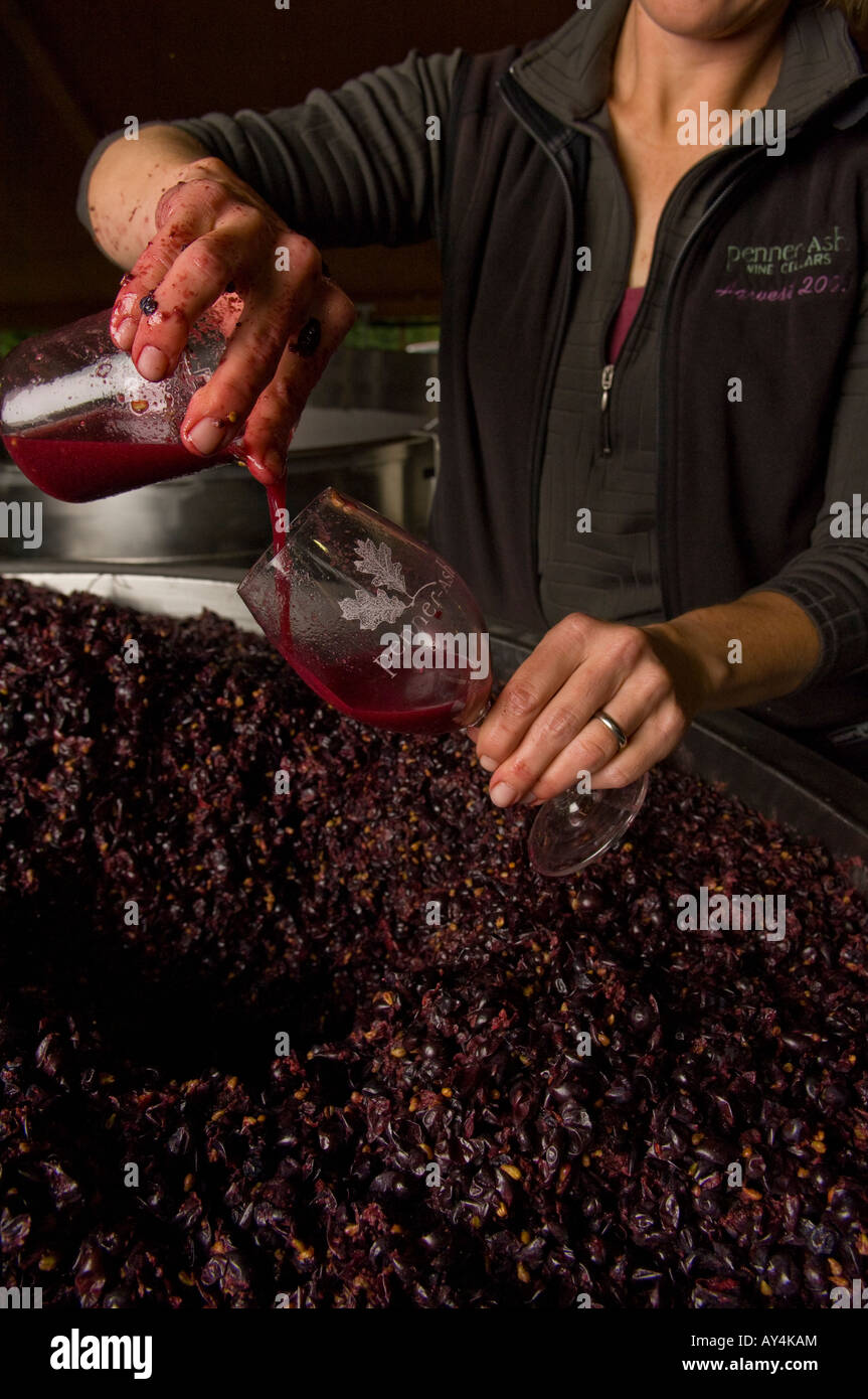Lynn Penner Ash winemaker Penner Ash pouring juice frm freshly crushed and fermenting pinot noir grapes Stock Photo