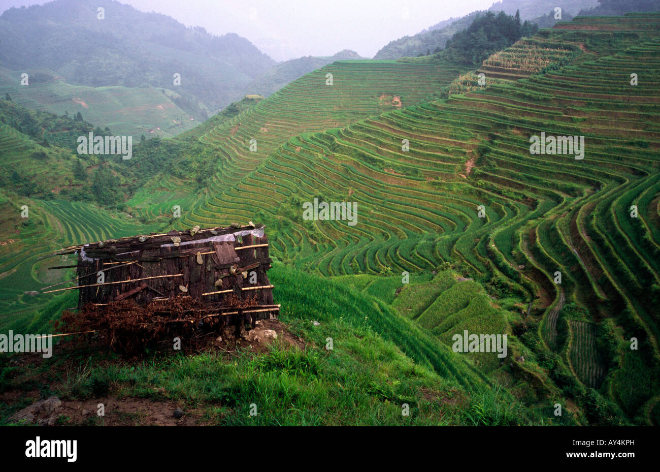 Aug 25, 2006 - The lesser known Jin Keng rice terraces near the the Dragon's Backbone in the Chinese province of Guangxi. Stock Photo