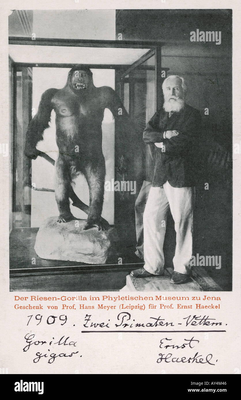 Ernst Haeckel Gorilla Stock Photo - Alamy