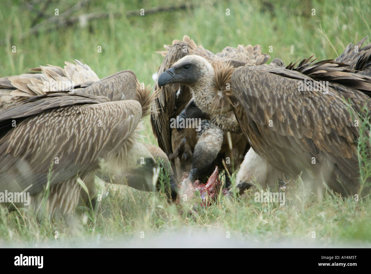 White backed vultures feeding at an antelope kill in the African bush Stock Photo