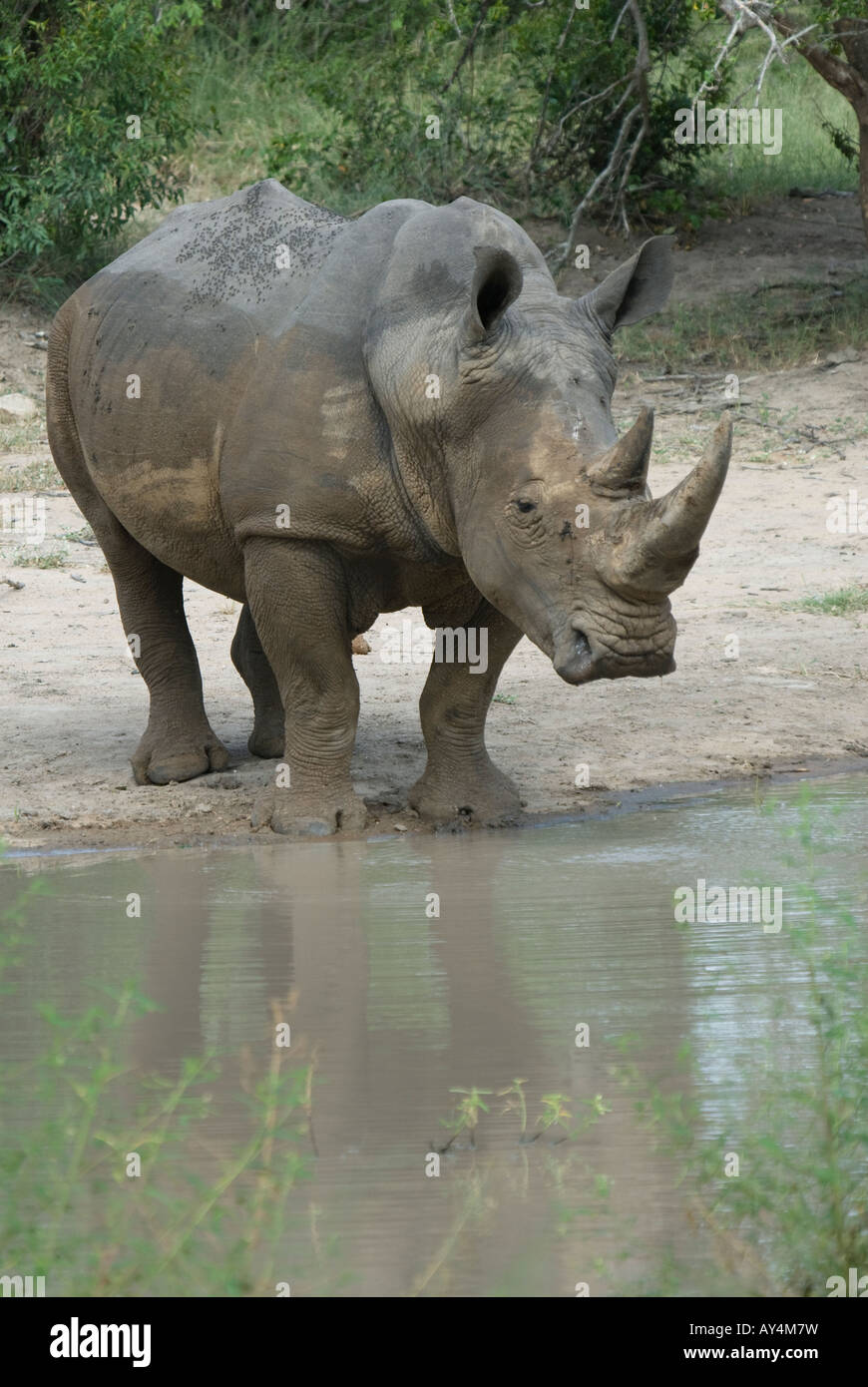 A white rhino standing at the edge of a waterhole in the African bush Stock Photo