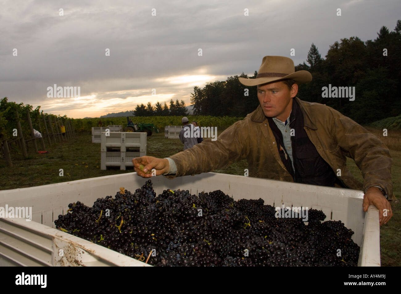 Ken Wright s vineyard manager Mark Gould sort freshly picked pinot noir grapes for quality control Stock Photo