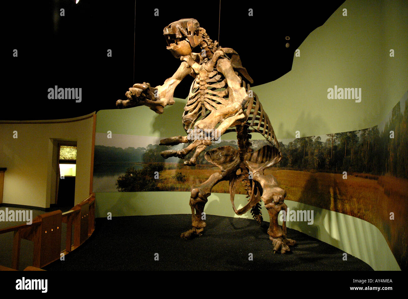 Giant Ground Sloth fossil giant prehistoric mammal North American ground sloth Daytona Museum of Arts and Sciences Florida Stock Photo