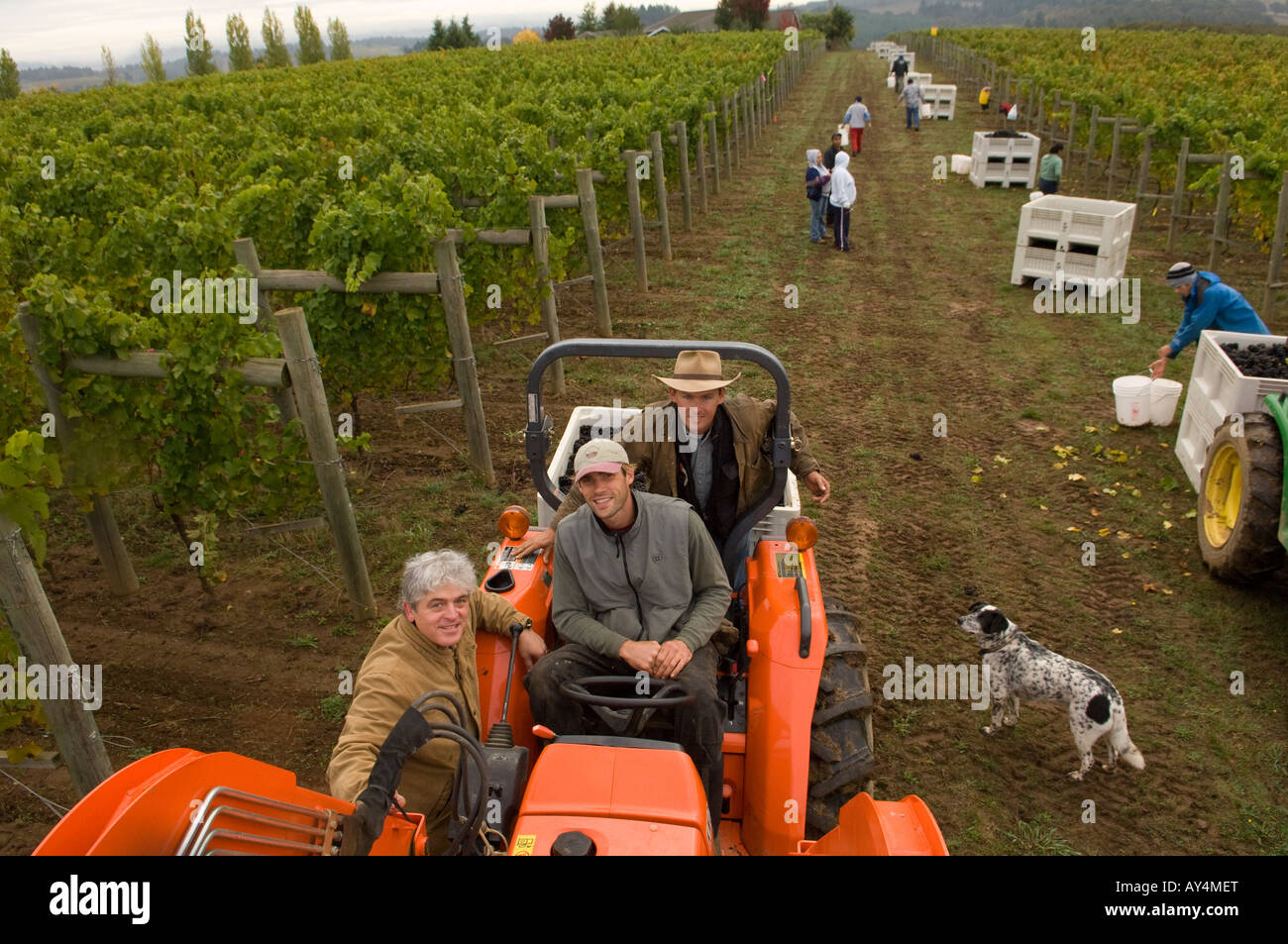 Ken Wright with vineyard managers Mark Seth at Estate Vineyard during harvest at Savoya vineyard Stock Photo
