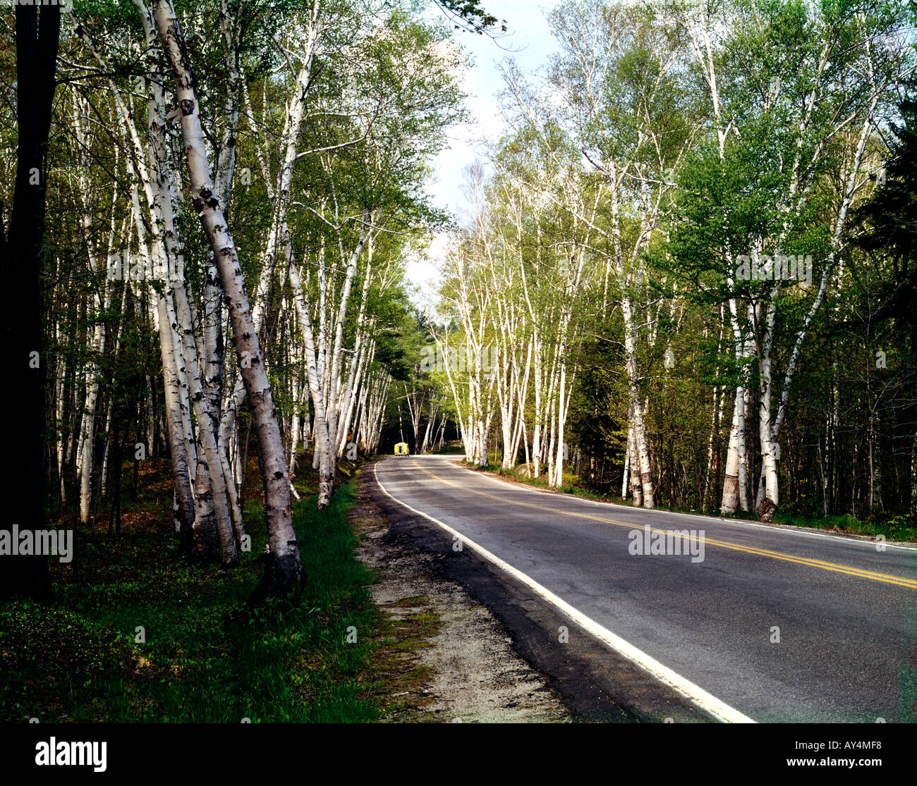 Birch trees line the highway in New Hampshire creating a cathedral