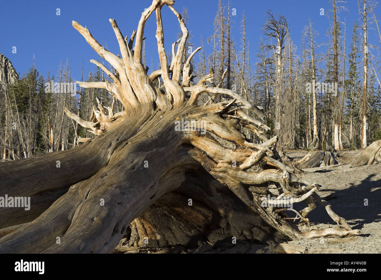 Tree roots from dead tree Horseshoe Lake Mammoth California USA Stock Photo