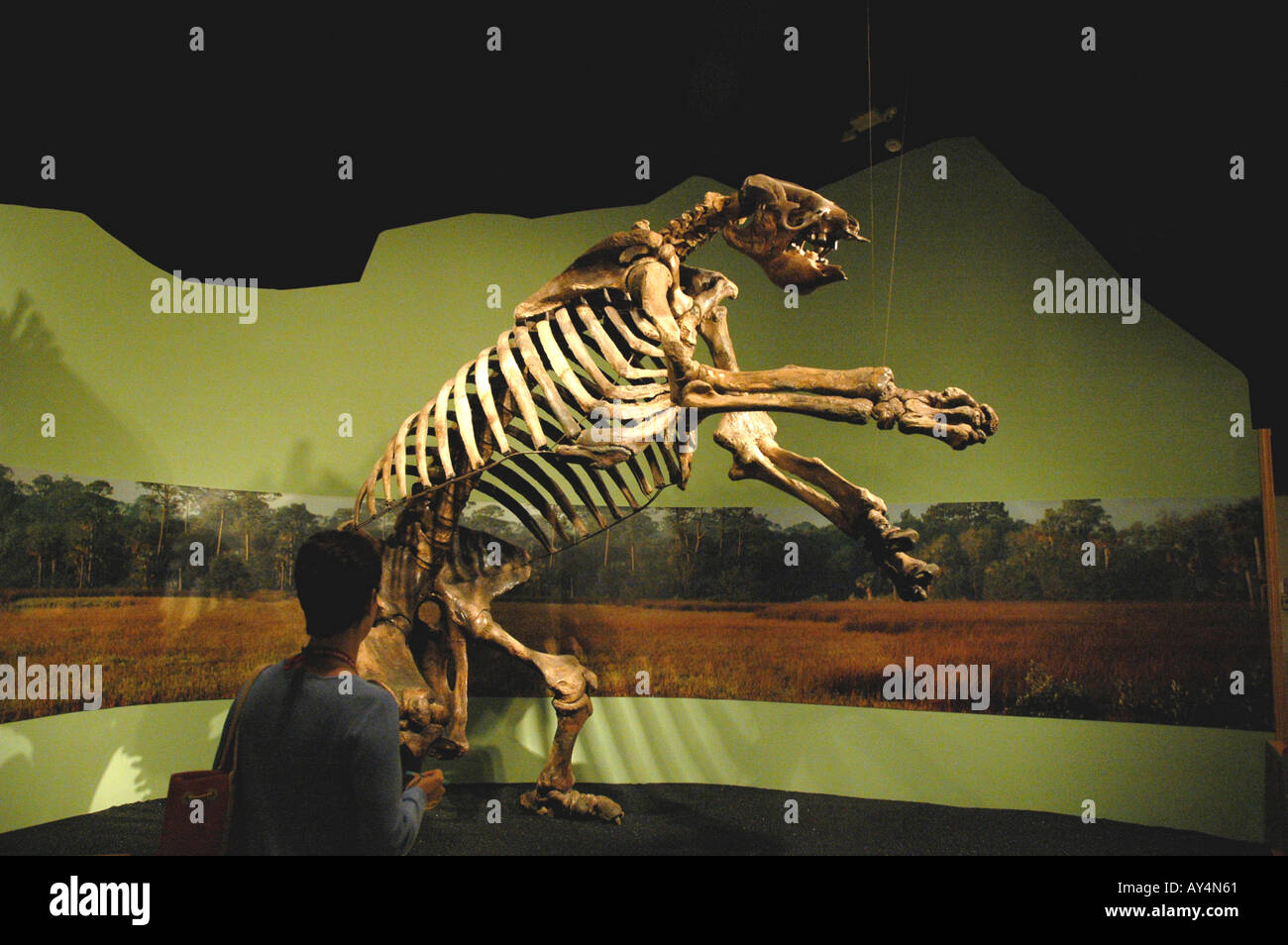 Giant Ground Sloth fossil Stock Photo