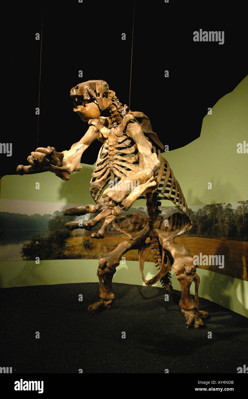 Ground sloth fossil hi-res stock photography and images - Alamy