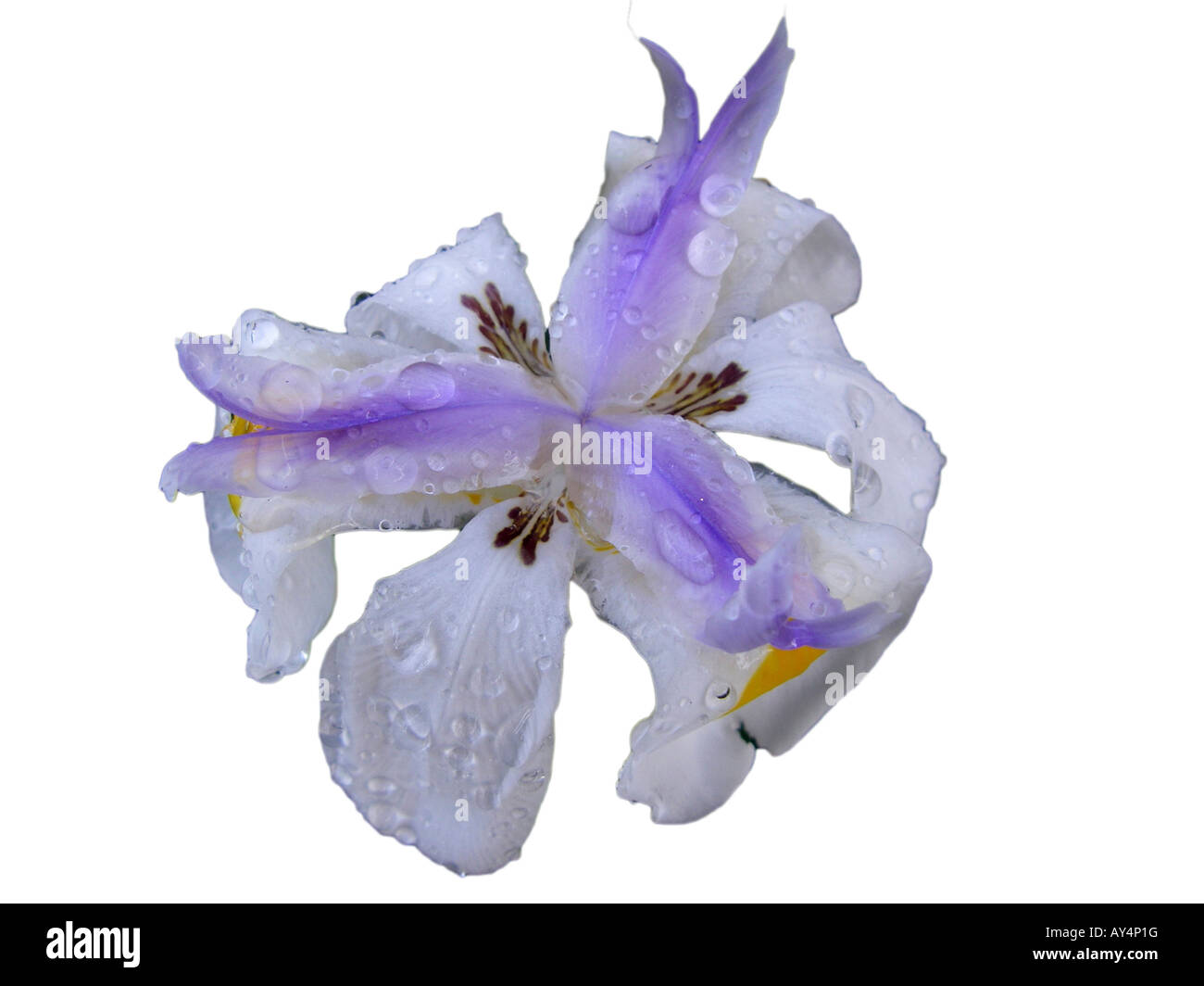 African Iris with water droplets. Blossom only. Stock Photo