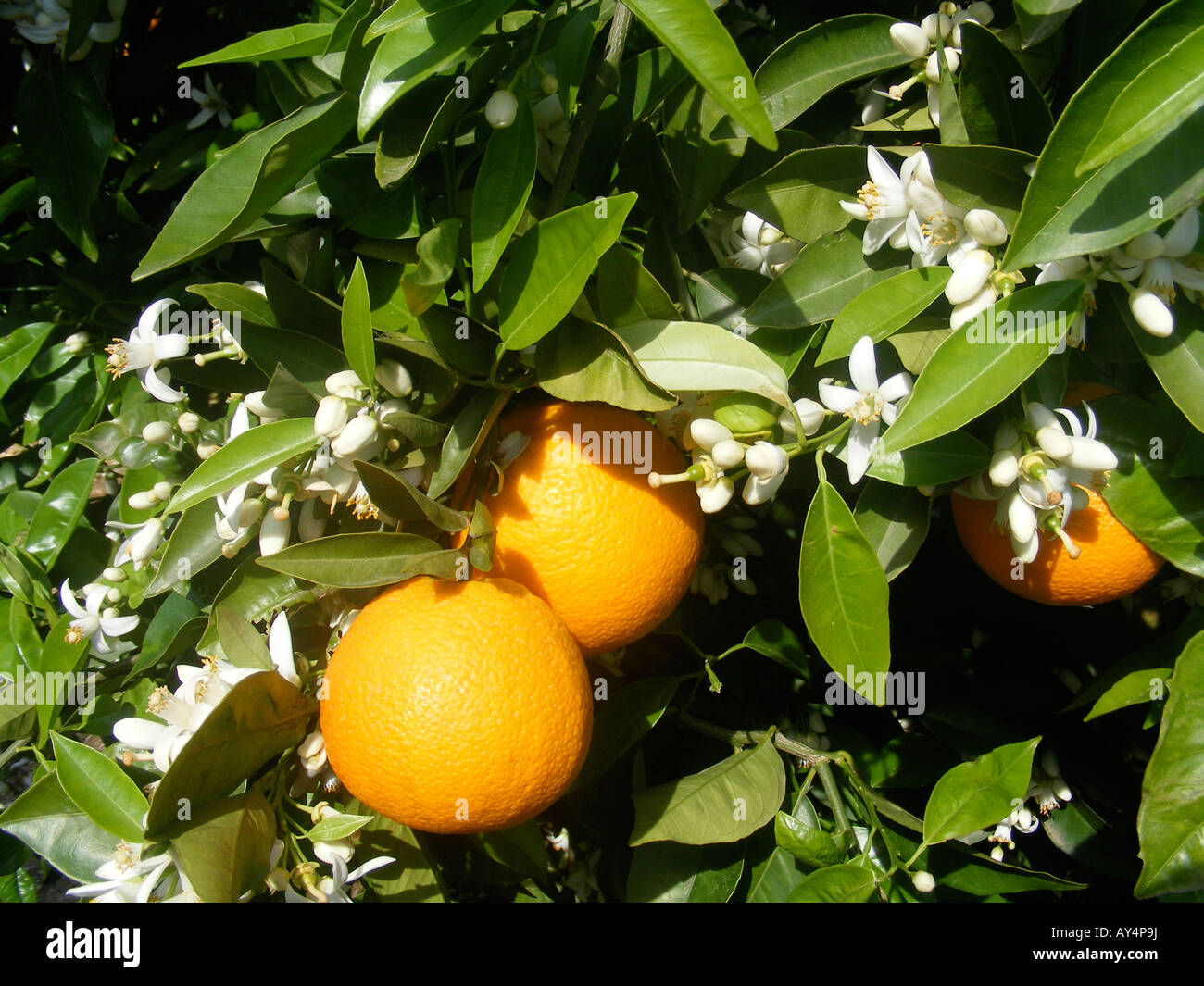 oranges and orange blossom on tree, Spain Stock Photo