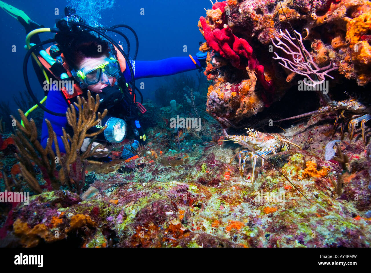Florida lobster diving hires stock photography and images Alamy